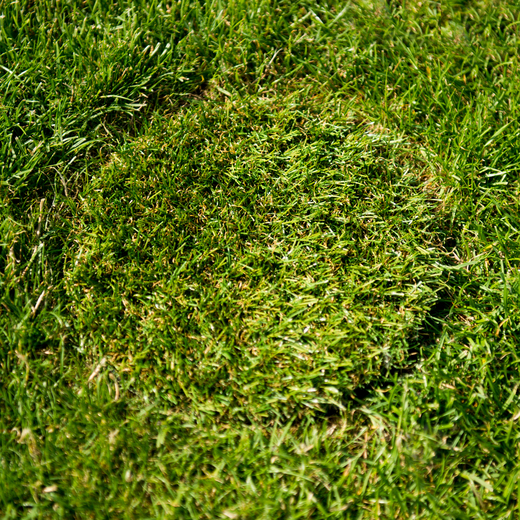 víko-trava4.jpg